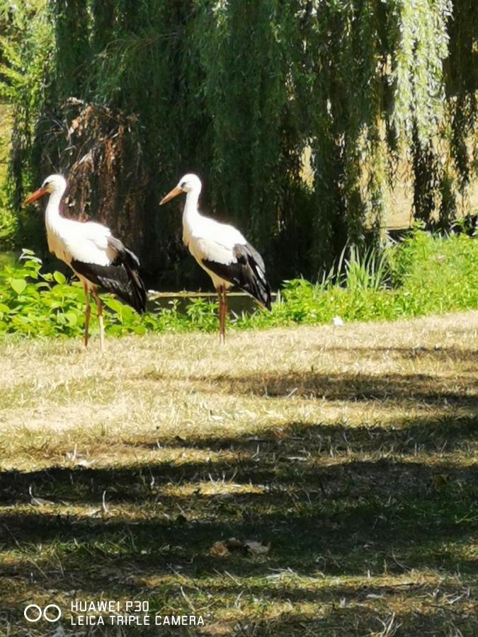 Au Nid De Cigogne Avec Garage A Kaysersberg Extérieur photo
